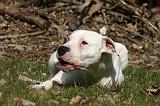 DOGUE ARGENTIN 518